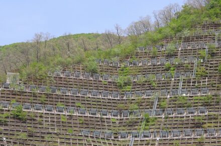 法面隙間から草