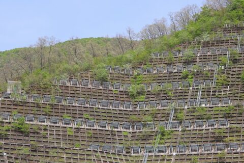 法面隙間から草